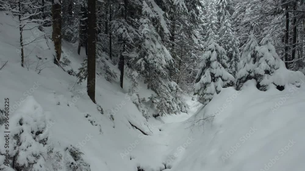 Shooting near the fluffy and snow-covered branches of a spruce. The fallen snow drowned the firs. Shooting near the fluffy and snow-covered branches of a spruce. The fallen snow drowned the firs.