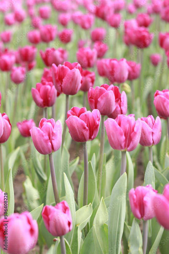 Field with pink tulips on a sunny day. Tulip buds with selective focus. Natural landscape with spring flowers. World Tulip Day. Vertical photo of nature Field with pink tulips on a sunny day. Tulip buds with selective focus. Natural landscape with spring flowers. World Tulip Day. Vertical photo of nature