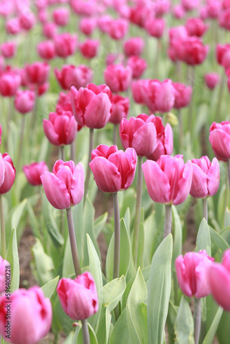 Field with pink tulips on a sunny day. Tulip buds with selective focus. Natural landscape with spring flowers. World Tulip Day. Vertical photo of nature