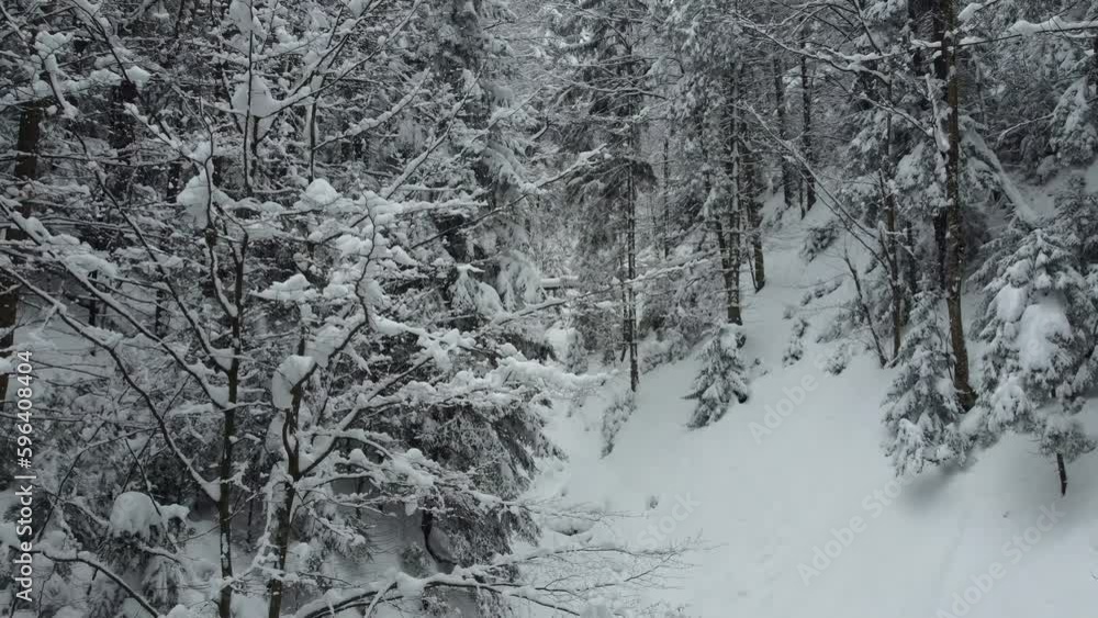 The slope of the mountain and all the trees are covered with snow. Slow receding shooting from a drone.