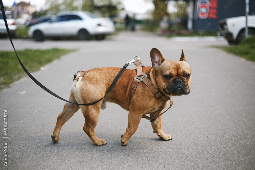Young brown French bulldog puppy walking on a leash. Cute urban pet looking in camera