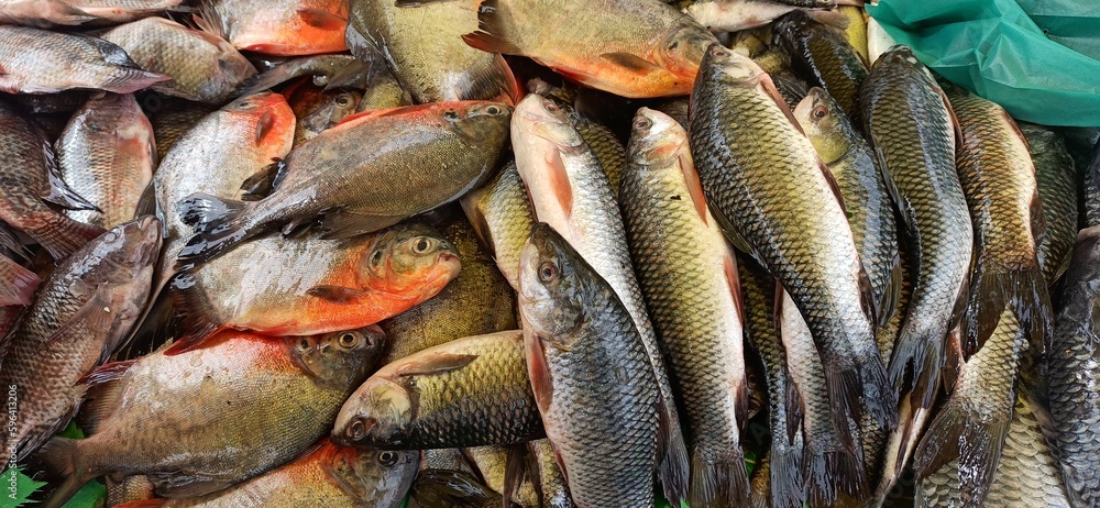 fish market koduva bass parai fish market koduva bass parai