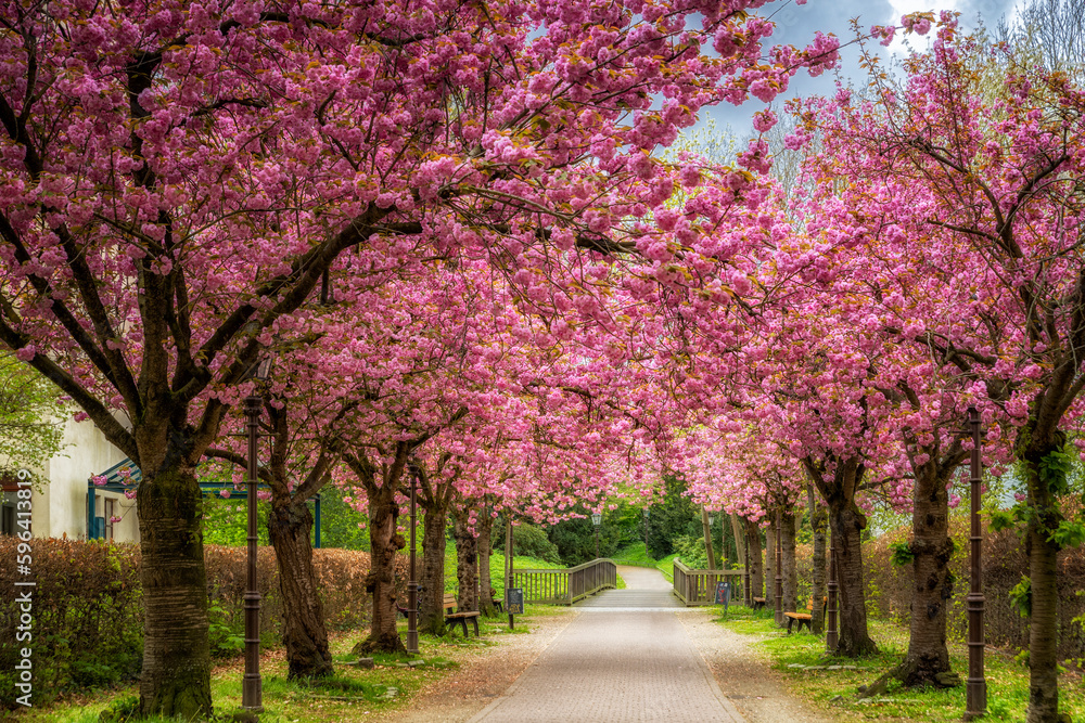Pinkfarbene Kirschblütenallee Pinkfarbene Kirschblütenallee
