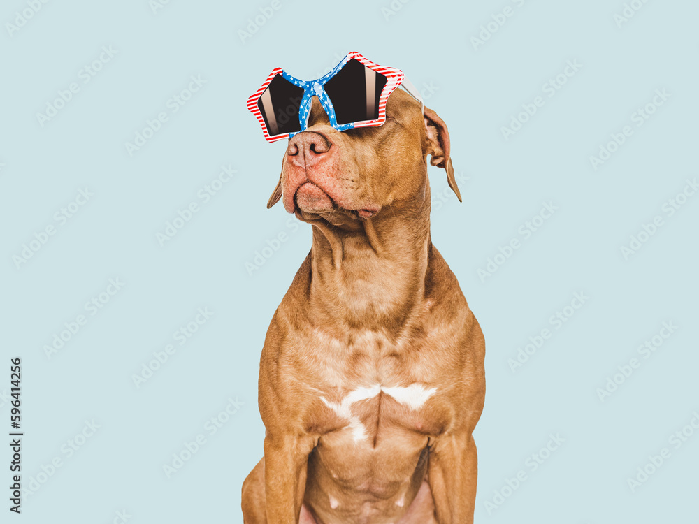 Cute brown puppy and sunglasses with American flag pattern. Travel preparation and planning. Close-up, indoors. Studio shot. Concept of care, education, obedience training and raising pets