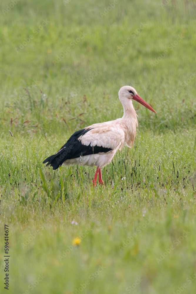 Fototapeta premium White stork wandering in spring flower meadow