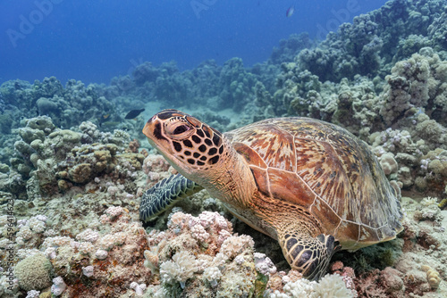 Majestic Guardian: Turtle Perched on the Reef, Keeping Watch Over Its Underwater World