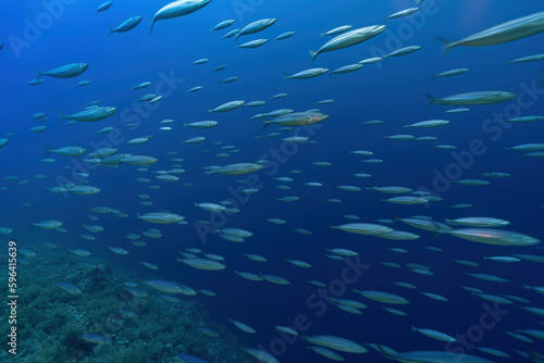 Dancing in Unison: School of Fish Moving as One in a Spectacular Display
