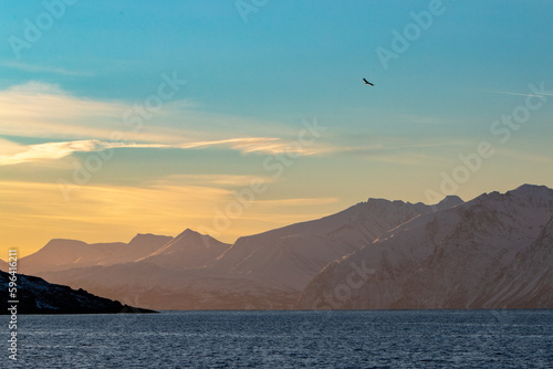 Sunset in Tromso Norway with eagly flying over