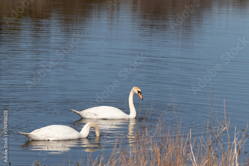 I love the look of these two beautiful white swans in this pond. They look so graceful as they float across the water. The reflection of these large birds almost looks like a mirror is below them.