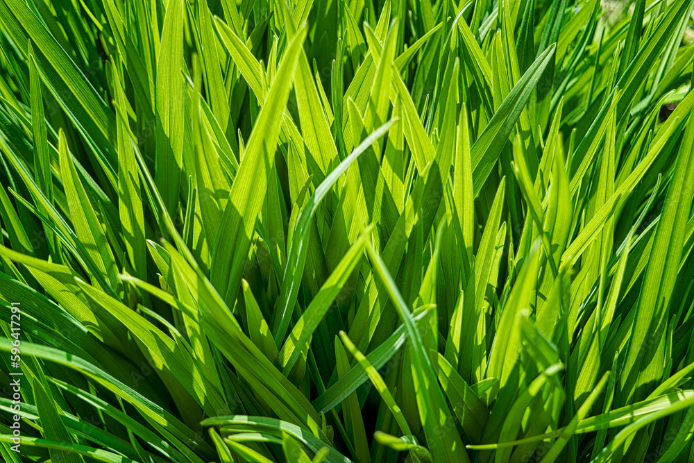 Background of a green grass. Green grass texture Green grass texture from a field. Background of a green grass. Green grass texture Green grass texture from a field.