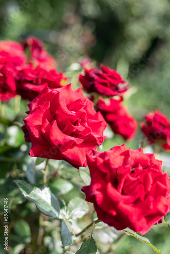Bright shiny red roses on bush. Giftcard  Valentines Day background  wedding day. Soft focus. Copy space
