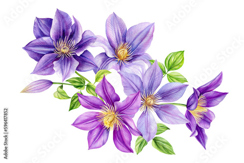 Clematis flowers  bouquet on isolated white background  watercolor botanical painting  purple clematis frame hand drawn