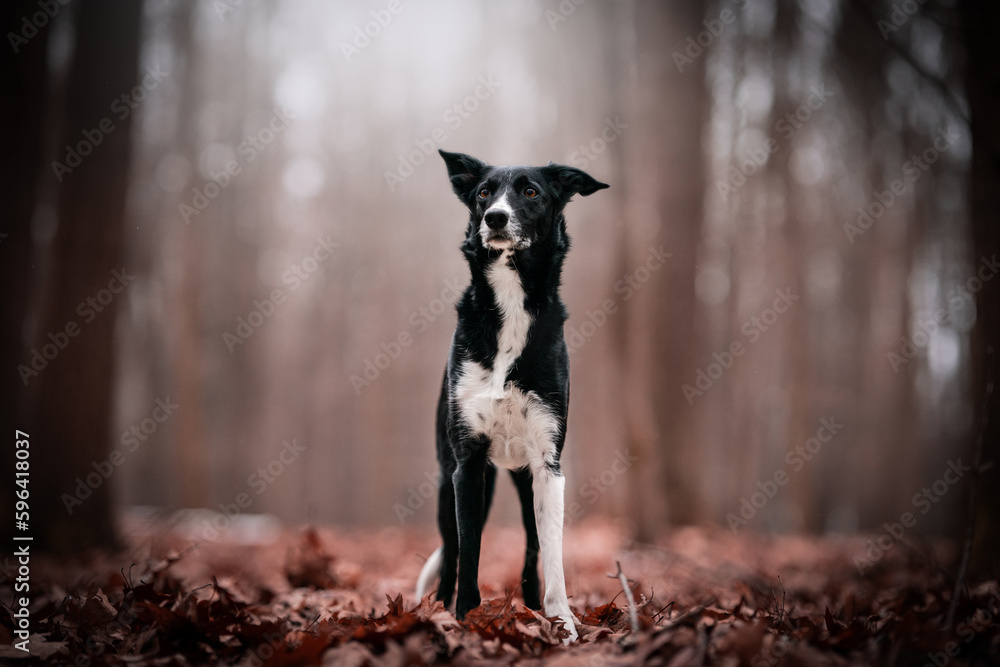 black and white border collie dog portrait in the forest