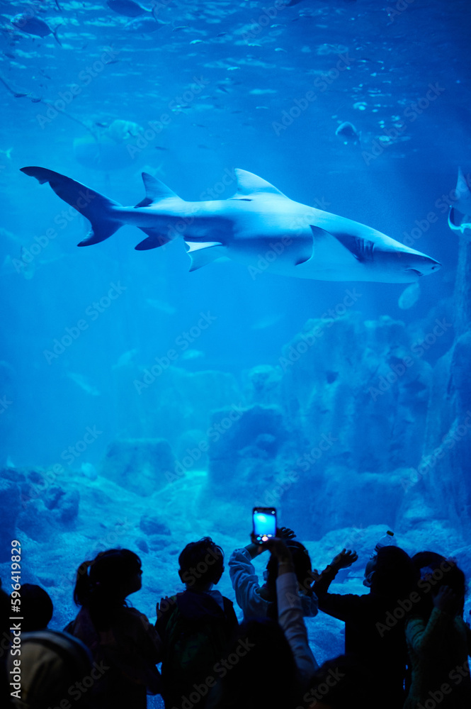 Big shark swim in blue aquarium water