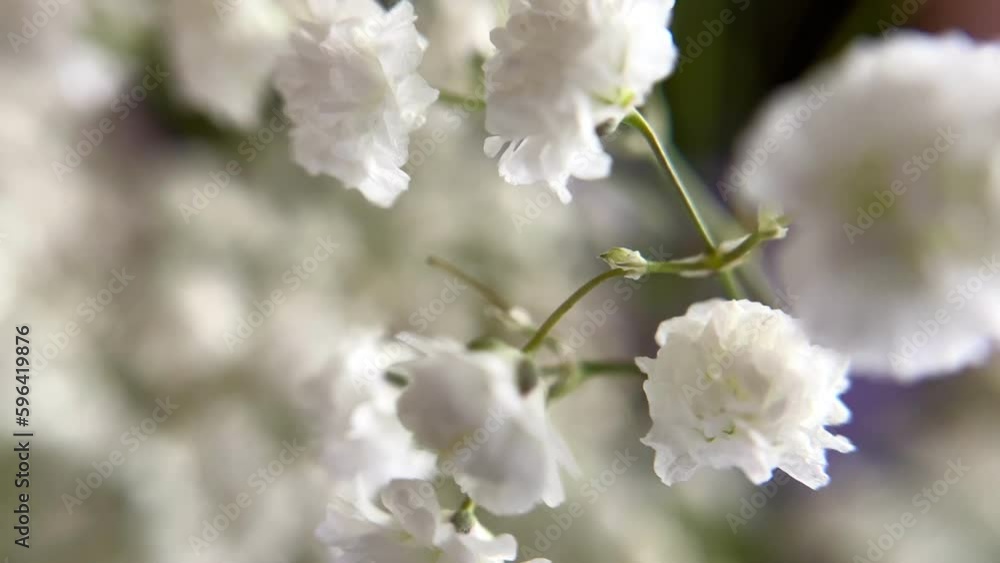 Twigs with small white flowers of Gypsophila or Baby's-breath. Blurred and fuzzy plant background. Macro shooting. Twigs with small white flowers of Gypsophila or Baby's-breath. Blurred and fuzzy plant background. Macro shooting.