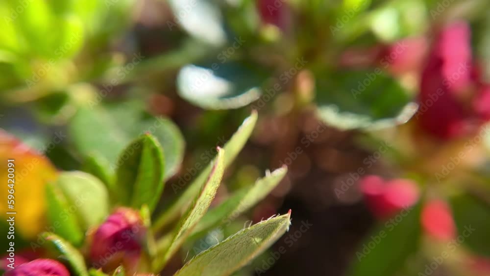 Blooming red azalea or Rhododendron plant with flowers in a pot.