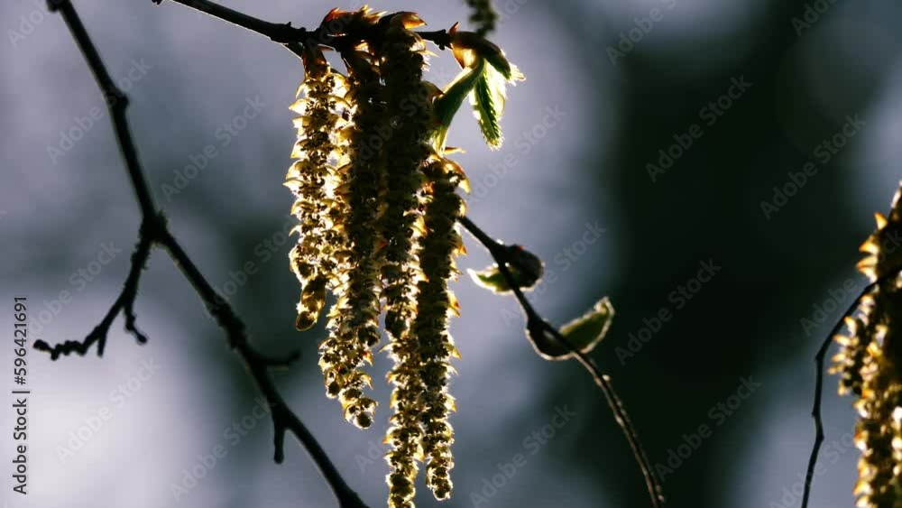 Catkins hang from a tree in springtime sunshine Catkins hang from a tree in springtime sunshine