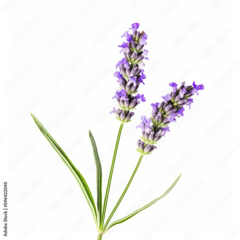 Lavender flower isolated. Illustration AI Generative Lavender flower isolated. Illustration AI Generative