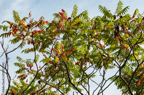 Staghorn Sumac Growing Along The Trail In September