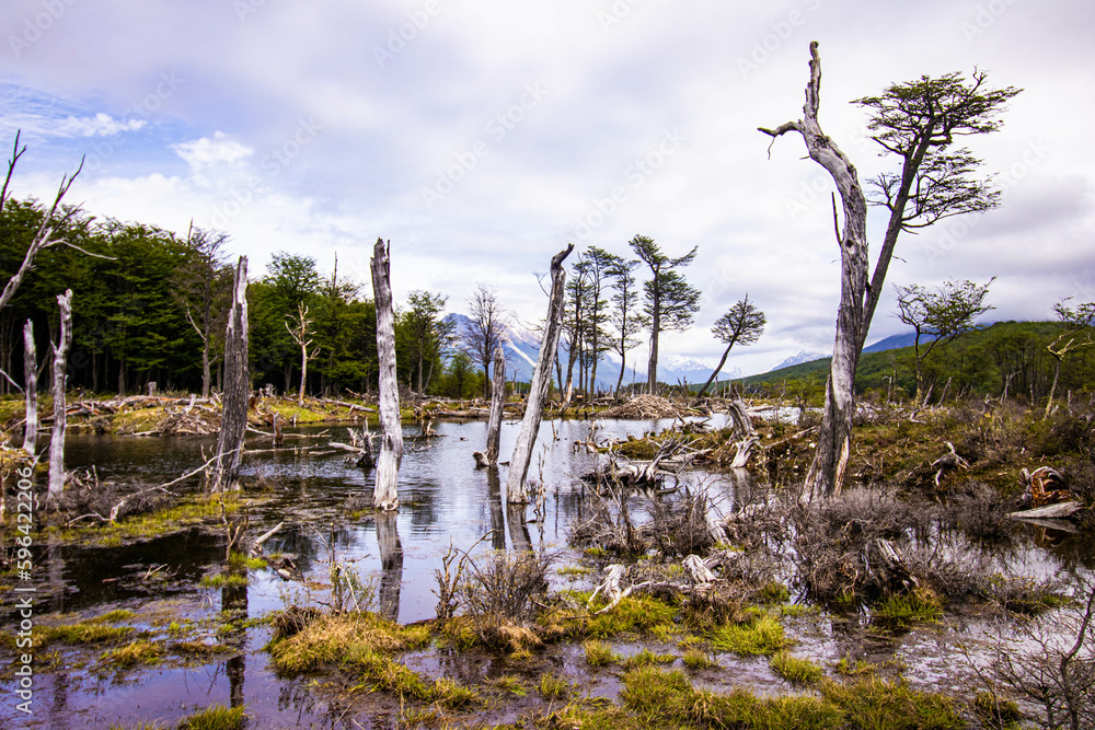 Floreta Laguna Esmeralda - Ushuaia