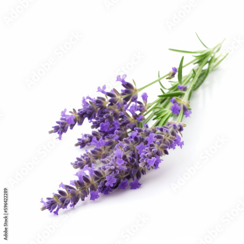 Lavender flower isolated. Illustration AI Generative