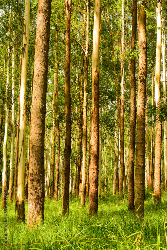 Naklejka premium mata de eucaliptos, são paulo