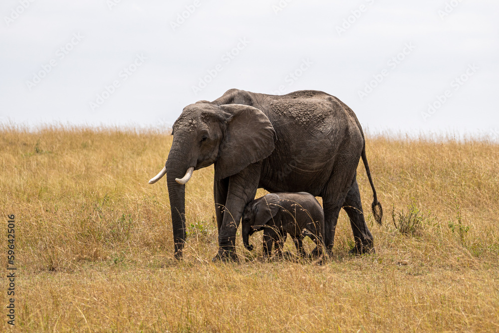 Obraz premium Elephants in the savannah. Mother and baby elephant walking in the savannah during a sunny day of safari in Masai Mara, Kenya, Africa.