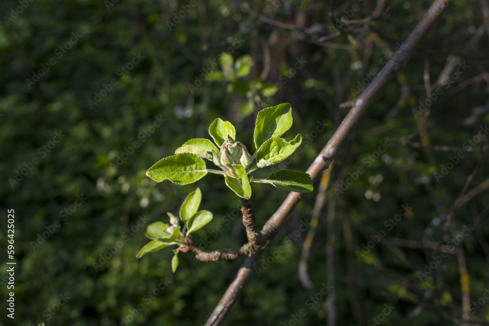 Apple flowers turn into apples . High quality photo Apple flowers turn into apples . High quality photo