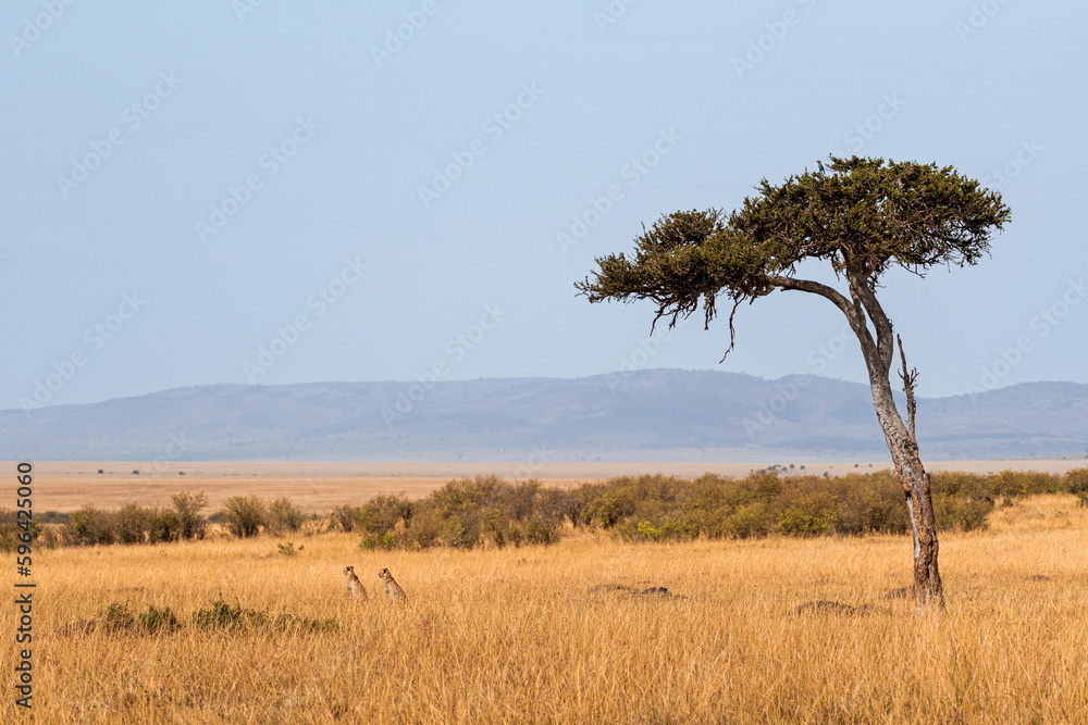 Cheetahs looking for a prey in the savannah. The landscape is absolutely stunning, with a tree and a bird in the middle of the African savannah.