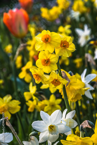 Bed of spring flowers in orange, yellow and white colors, close up