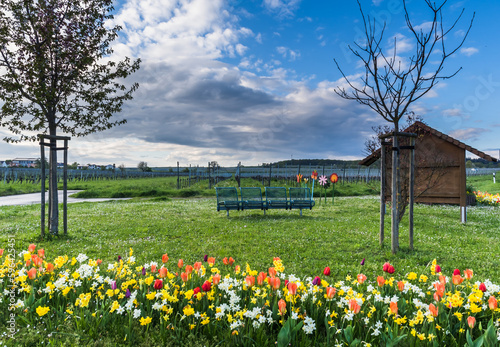 Beautiful spring flower bed in a small public park with seating © Daniela Baumann