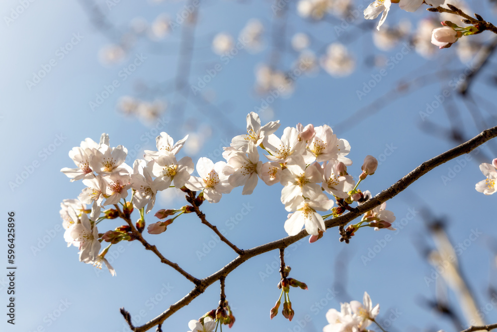 Beautiful Sakura flowers during the spring season in the park. Yokohama, Japan Beautiful Sakura flowers during the spring season in the park. Yokohama, Japan