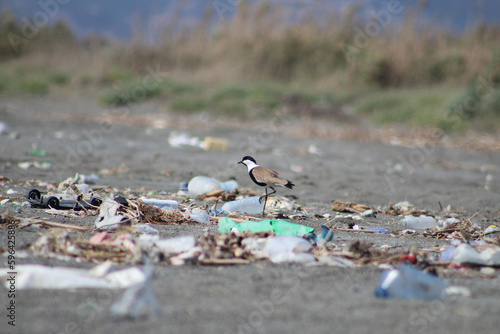 Spur-winged lapwing or spur-winged plover or Vanellus spinosus among trash on coastline. Environment day concept idea. Selective focus. photo