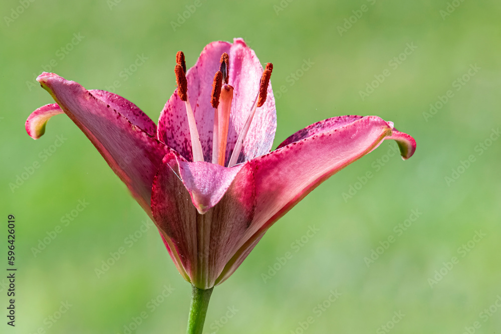 Pink day lily in spring Pink day lily in spring