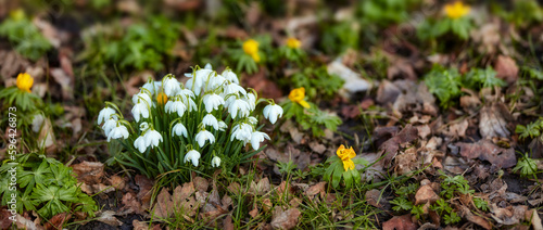 Close up flowers blooming among fallen leaves in nature during spring season. Snowdrop - Galanthus nivalis © Dhoxax/peopleimages.com