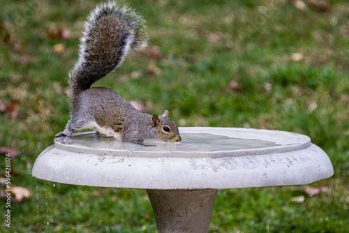 Squirrel with tail upright drinking