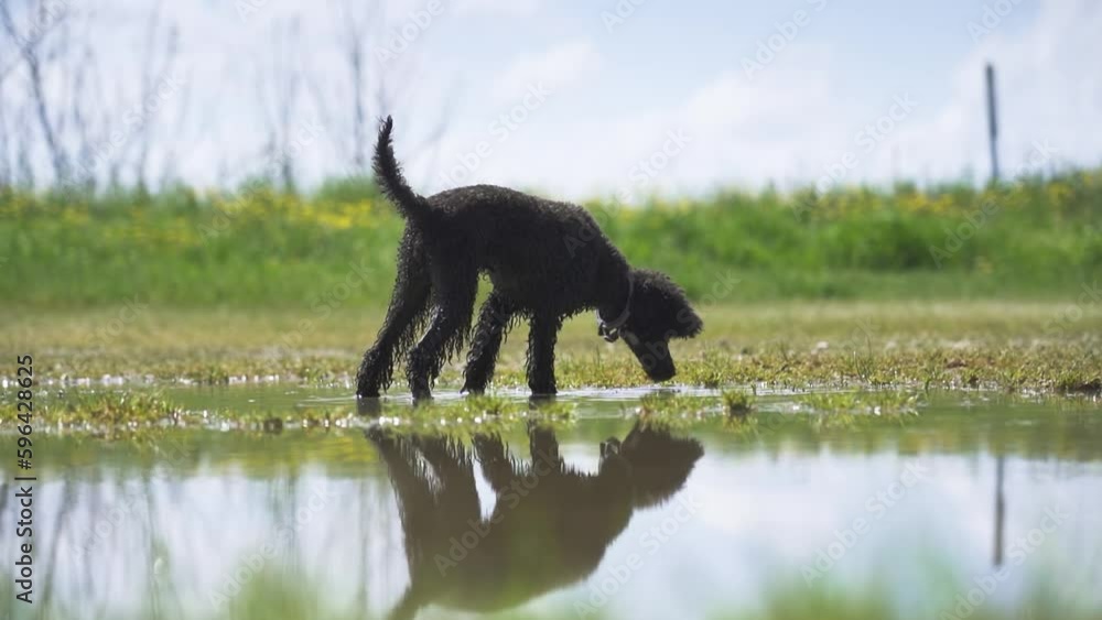 Little cute black dog drinks water from the puddle Little cute black dog drinks water from the puddle