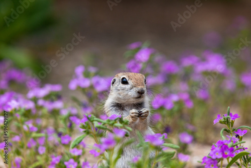 Fotografie Round-tailed ground squirrel, Xerospermophilus tereticaudus, in a field of purple wildflowers, bristly nama, Nama hispidum, AKA sand bells