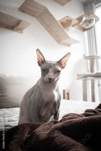 Beautiful and cute sphinx cat sitting on a bed looking towards the camera. In the background a white wall with wooden boards and a cat tower.