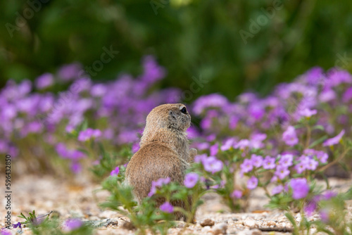Round-tailed ground squirrel, Xerospermophilus tereticaudus, in a field of purple wildflowers, bristly nama, Nama hispidum, AKA sand bells. Sonoran Desert wildlife, Pima County, Tucson, Arizona, USA. photo