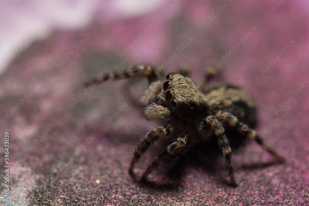 Artistic close ups of a jumping spider or Salticidae, a common spider species all over the world. Very cute spider, a bit mysterious and very very fast.
Artistic close ups of a jumping spider or Salticidae, a common spider species all over the world. Very cute spider, a bit mysterious and very very fast.