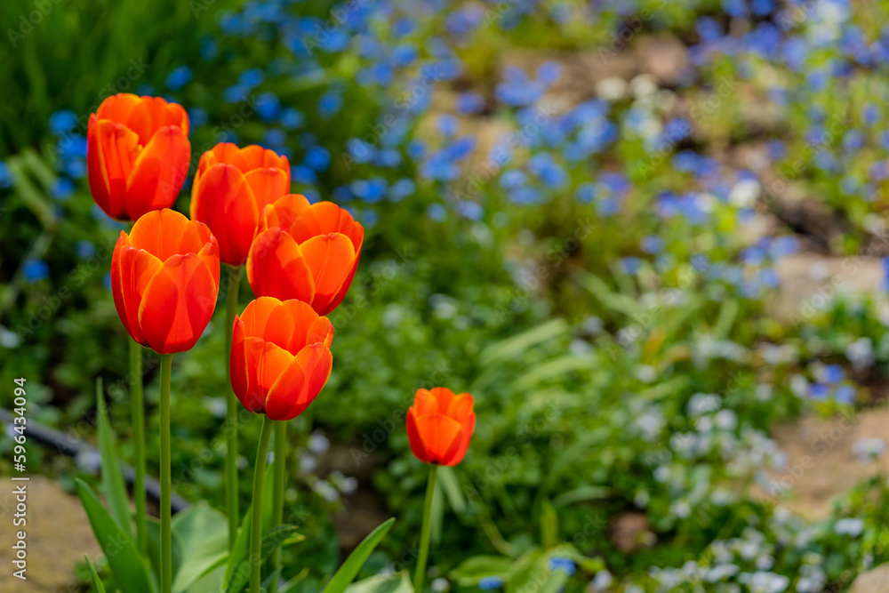 close-up of blooming orange red tulips. tulip flowers with deep multi coloured petals. Blue forget me not flower in the background, forming flower arrangement background, first spring flowers concept