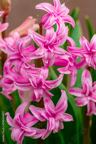 Bright pink hyacinth flowers grow on vegetable garden Spring Close-up.