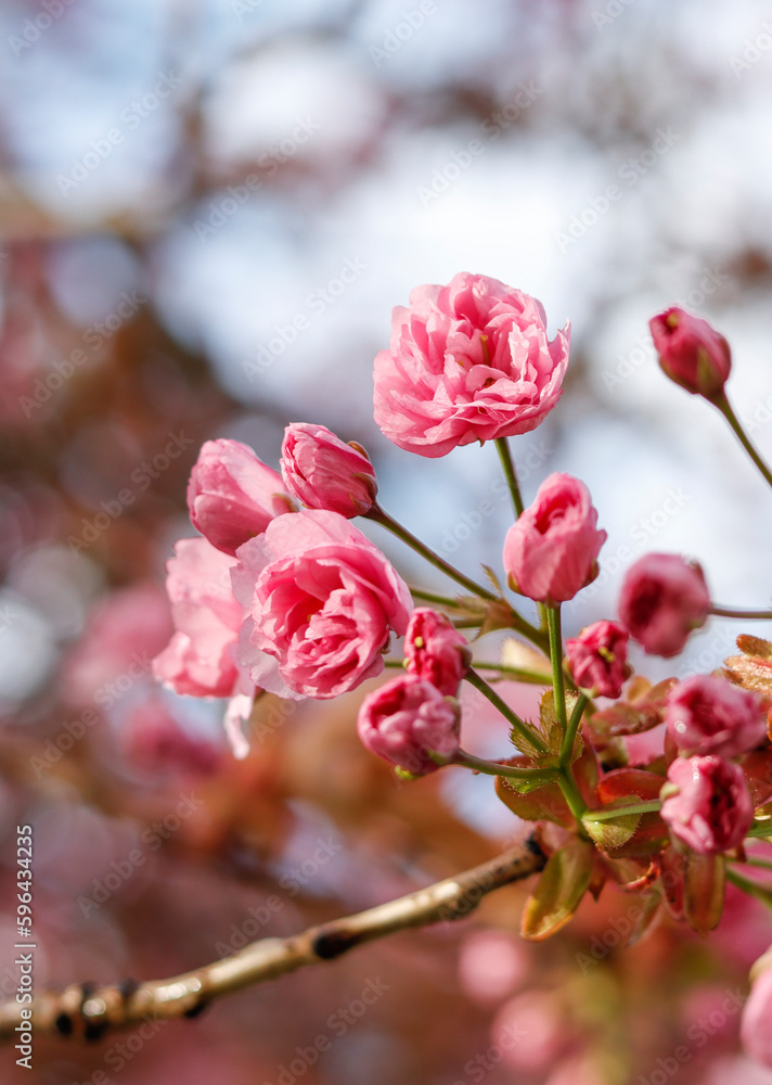 Rosa Kirschblüten Rosa Kirschblüten