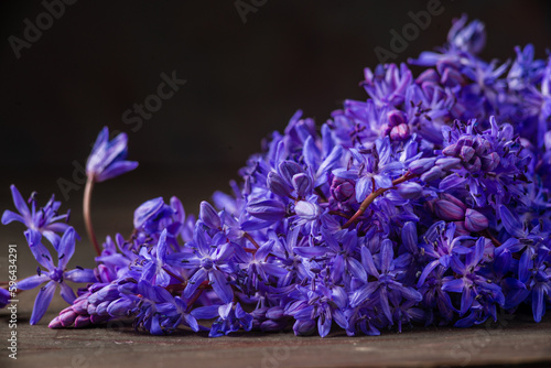 Beautiful blue flowers snowdrops Scilla bifolia alpine squill  two-leaf squill on a white background with space for text. Spring decoration black background wooden table glass vase