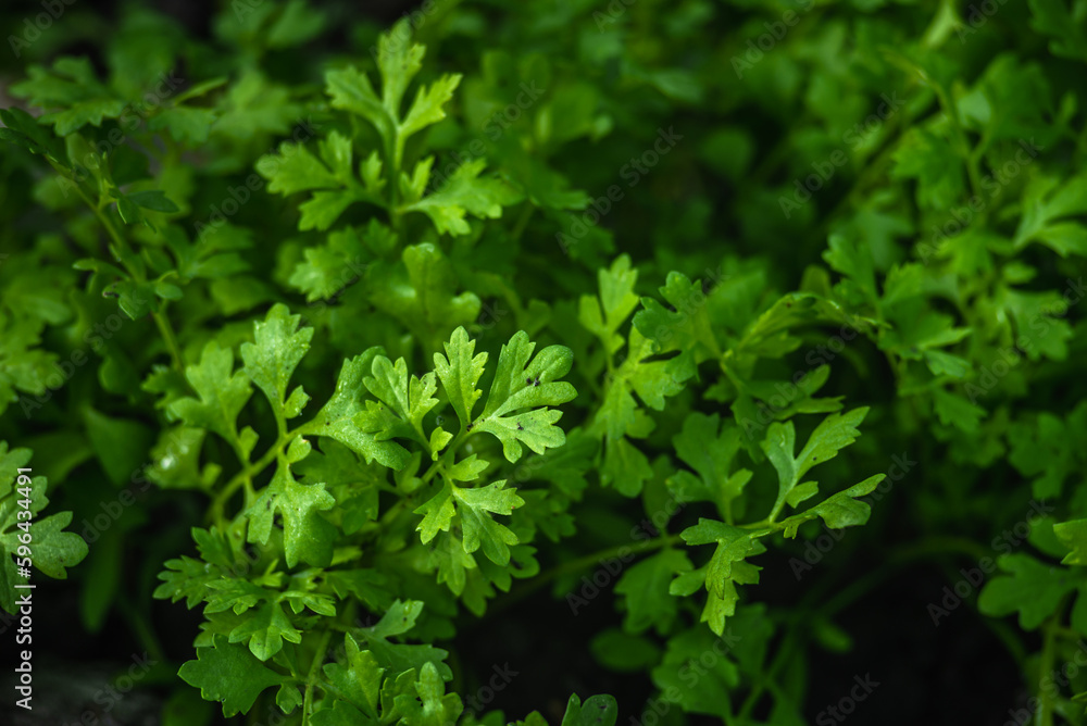 Green Cress salad plants, top view, close up macro. Microgreen Growing cress salad leaves, closeup. Microgreens Garden planted Lepidium sativum. Healthy eating concept. Micro greens growing sprouts Green Cress salad plants, top view, close up macro. Microgreen Growing cress salad leaves, closeup. Microgreens Garden planted Lepidium sativum. Healthy eating concept. Micro greens growing sprouts