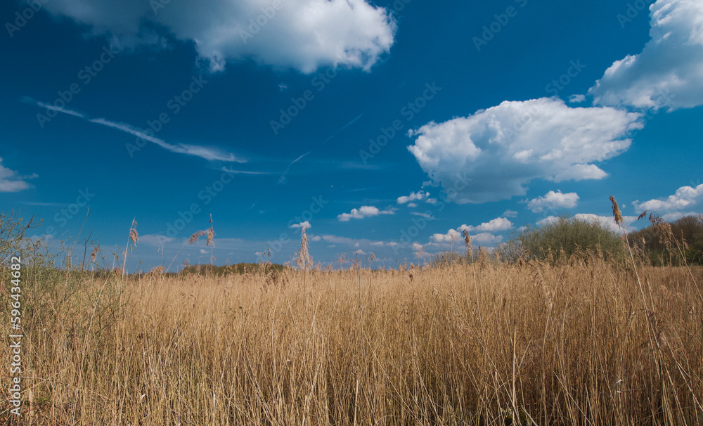 Fototapeta premium Belgium, Harchies - April 15, 2023 : beautiful view of the Harchies marshes