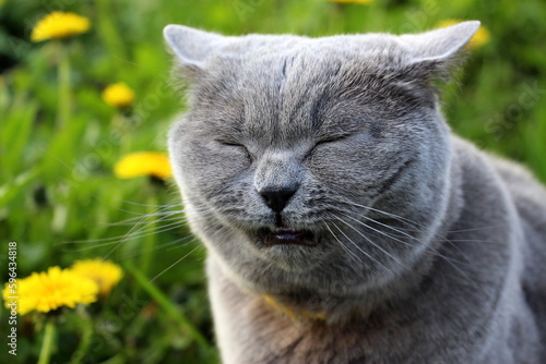 A gray fluffy purebred Scottish straight-eared cat in a yellow collar against fleas and ticks walks in the garden and sneezes. Allergy to dandelions and spring flowers in animals.