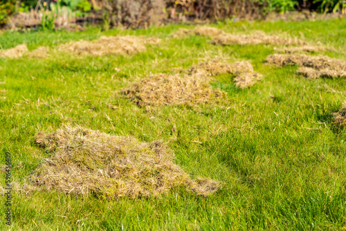 Removing dead grass after winter, spring care of grass, rural garden concept, Debris Left Over by an mechanical Lawn dethatcher, dry grass maintenance. Nature background, climate change