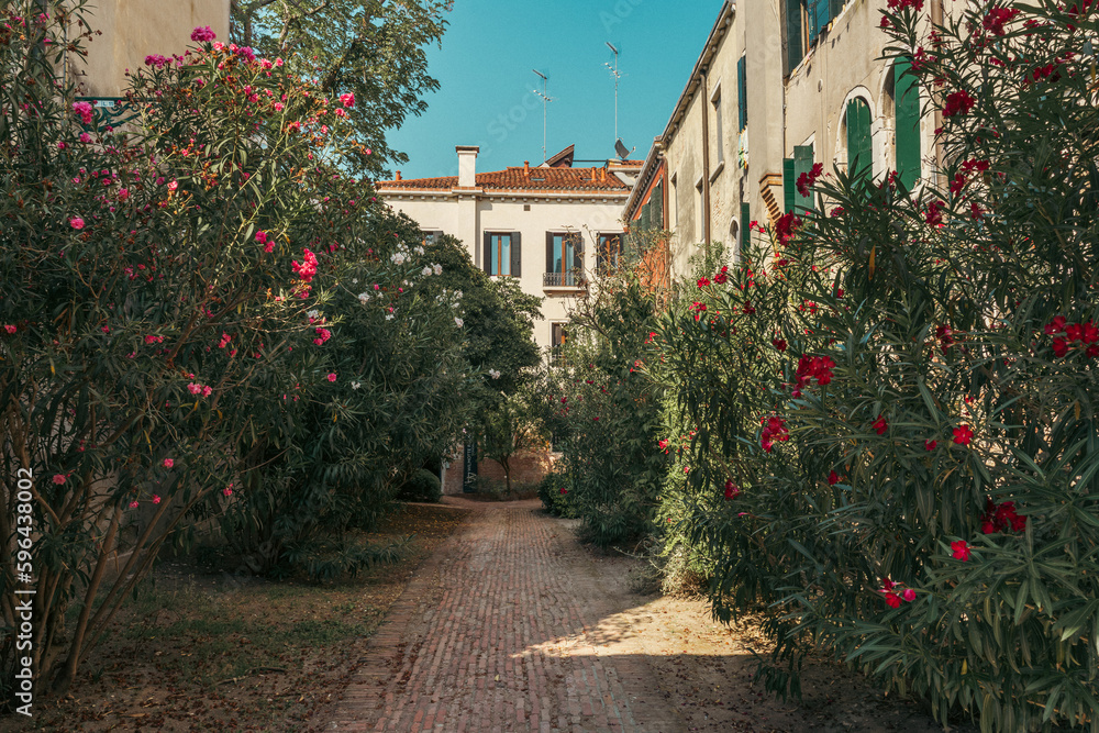 Flowers of Venice, Italy. Flowers of Venice, Italy.